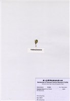 藏品(香蕉菜)的圖片